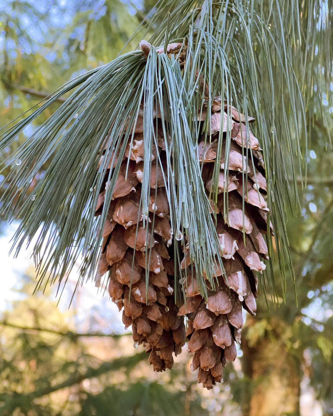 Pinus Strobus (Eastern White Pine)