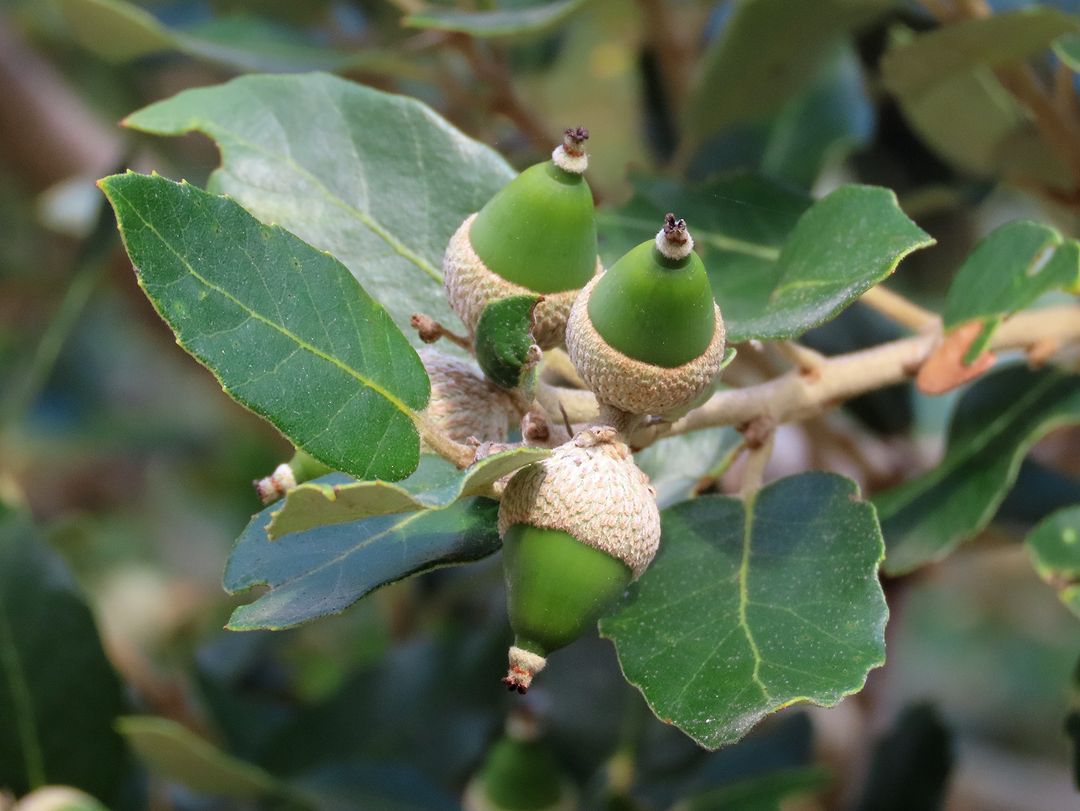 Quercus Ilex (Holm Oak)