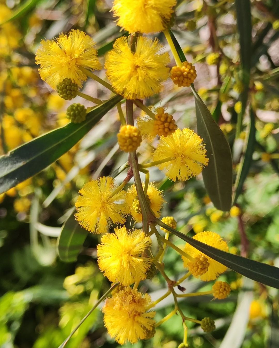 Acacia Pycnantha (Golden Wattle)