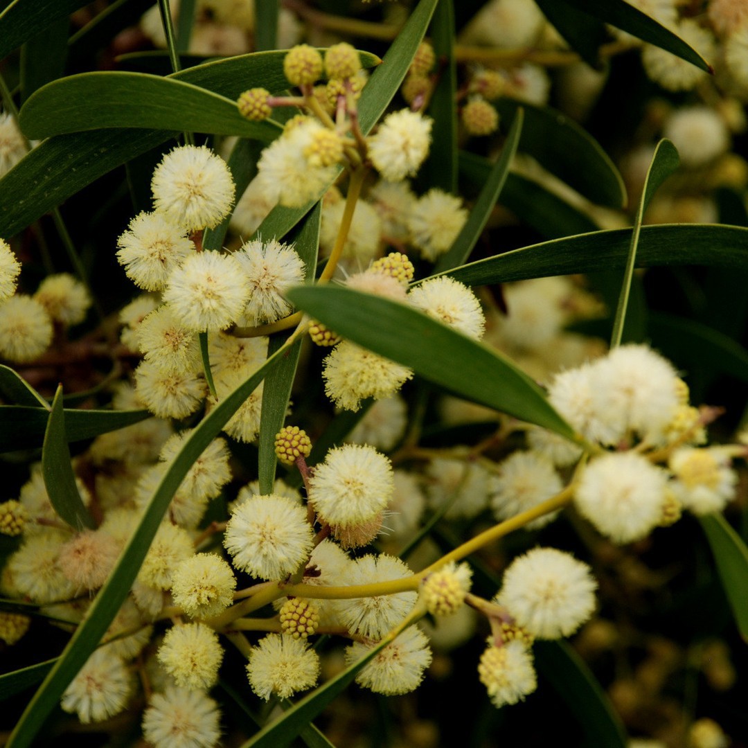 Acacia Melanoxylon (Blackwood)