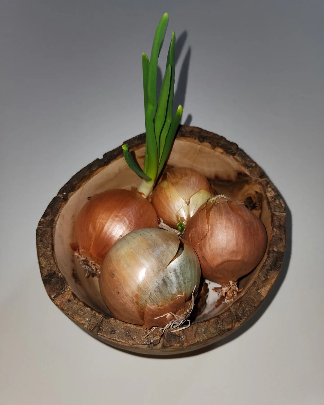 Allium Flavum (Yellow Onion)