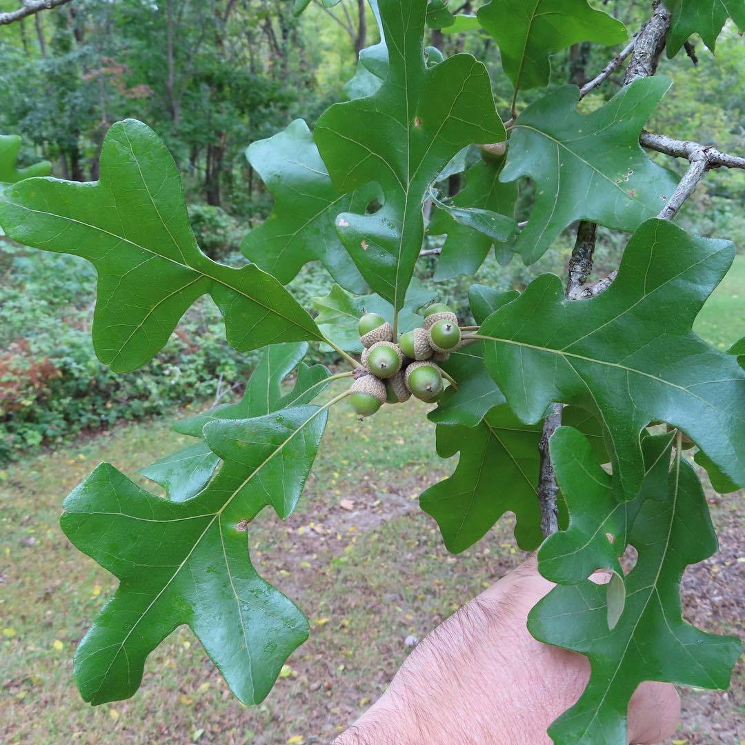 Quercus Stellata (Post Oak)