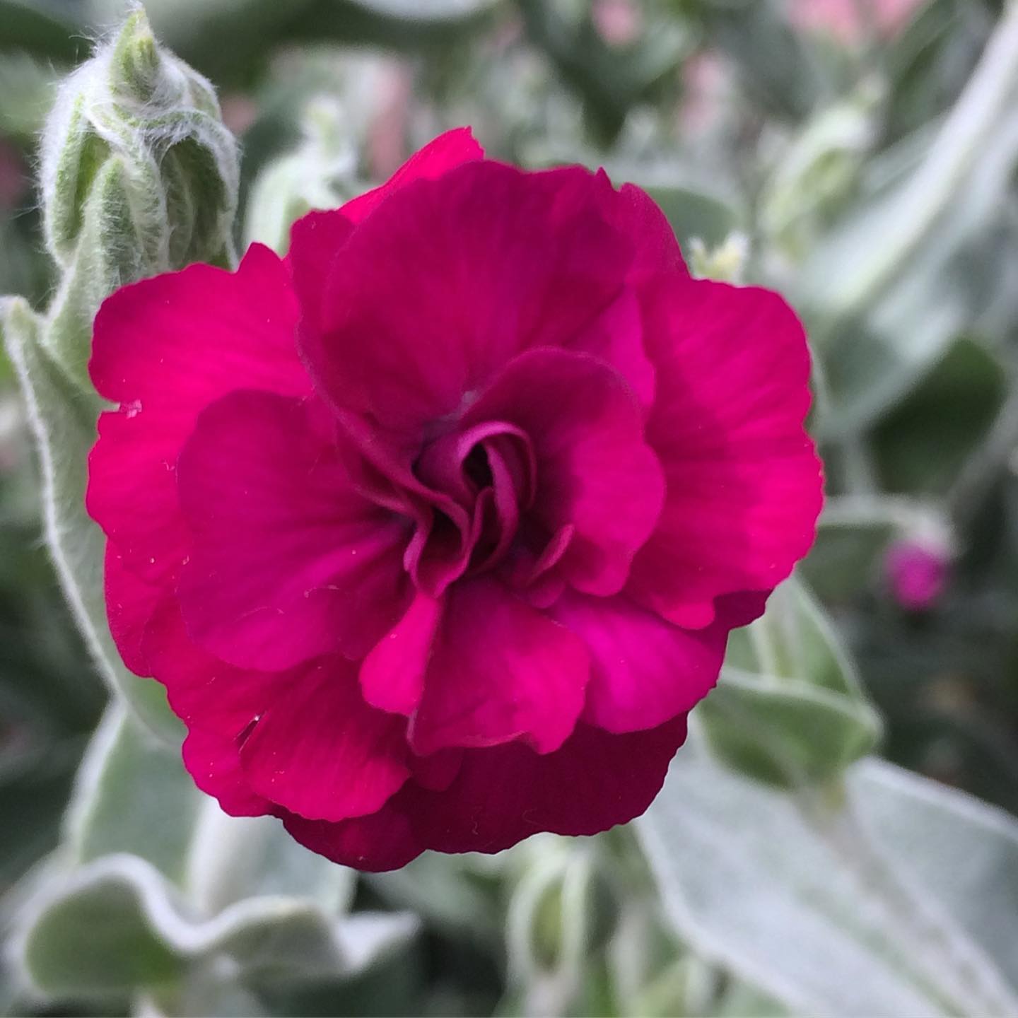 Lychnis Coronaria 'Gardeners' World' - Gardeners' World Rose Campion