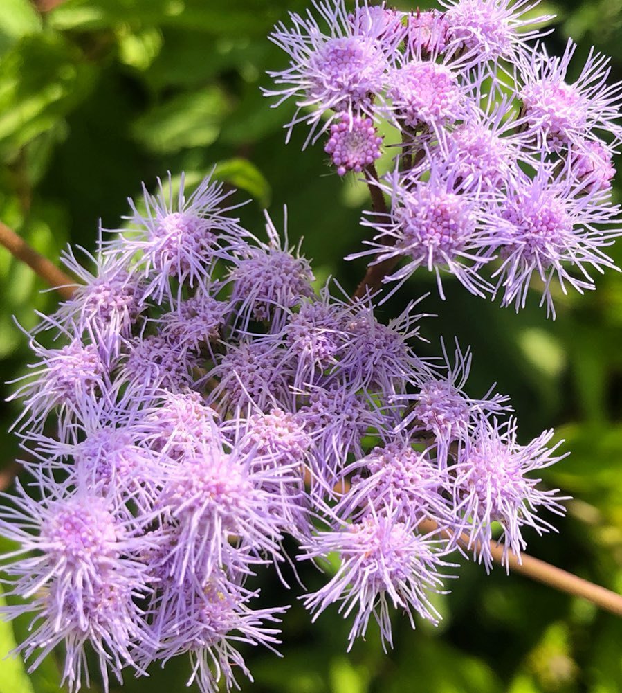 Eupatorium Coelestinum (Mistflower)