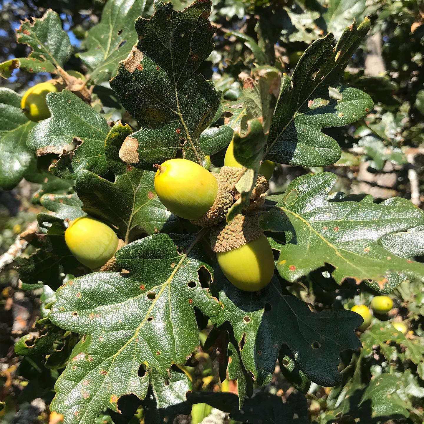 Quercus Garryana (Oregon White Oak)