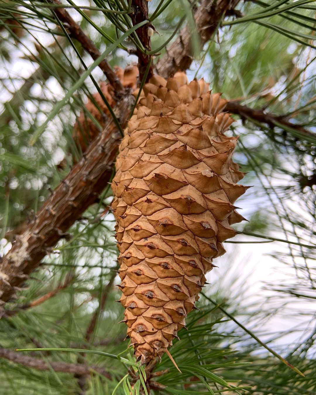 Pinus Attenuata (Knobcone Pine)