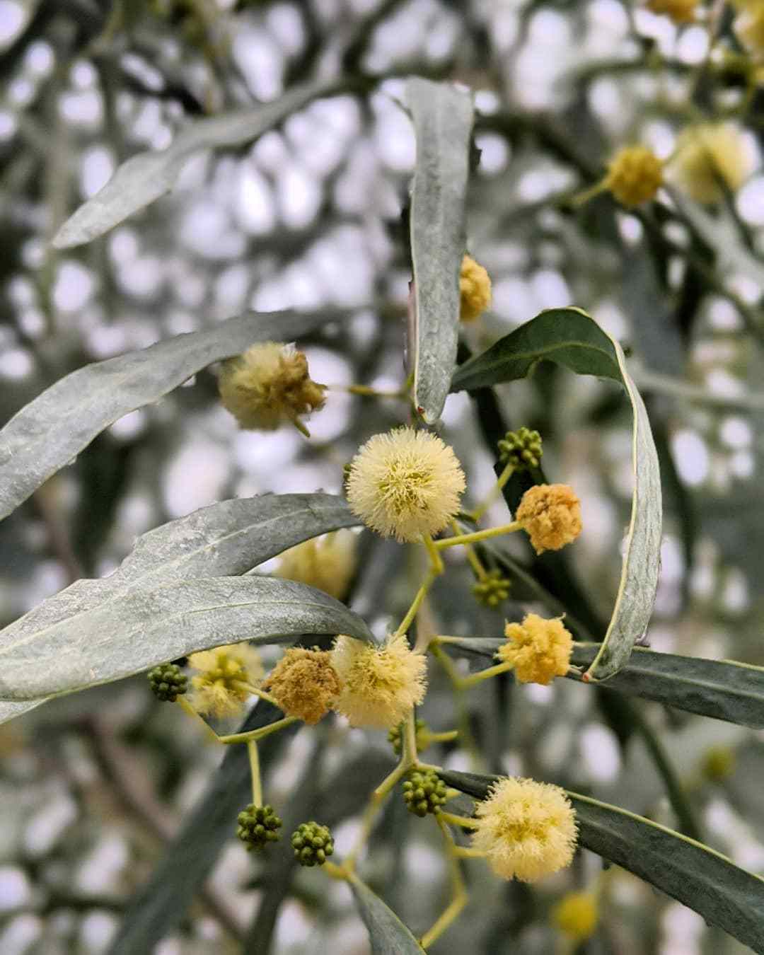 Acacia Salicina (Cooba)