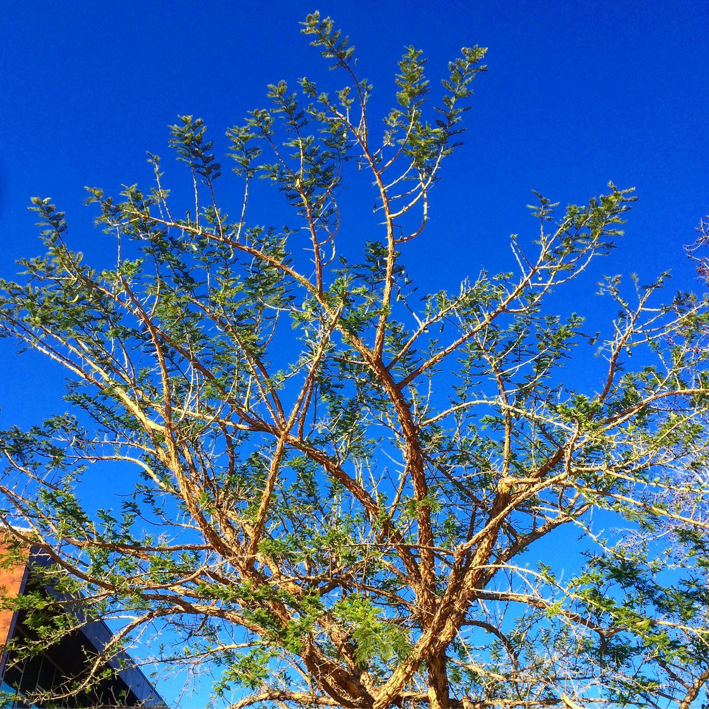 Acacia Sieberiana (Paperbark Thorn)