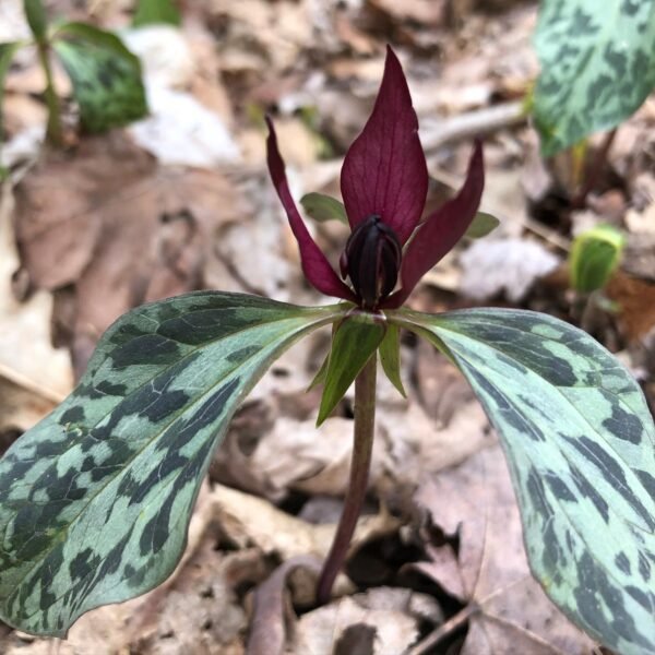 20 Popular Types Of Trillium Pictorial Guide