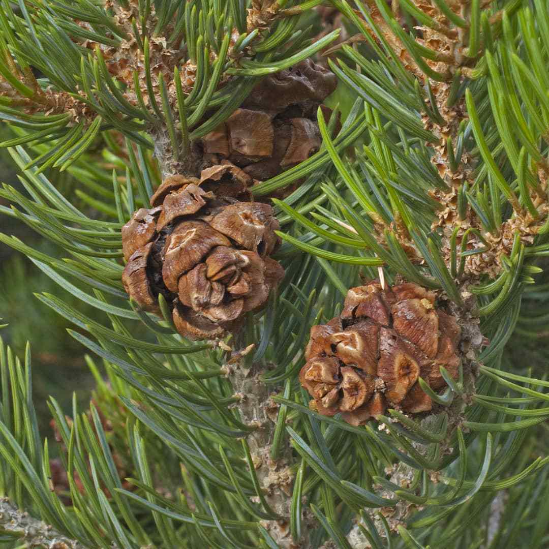 Pinus Edulis (Pinyon Pine)