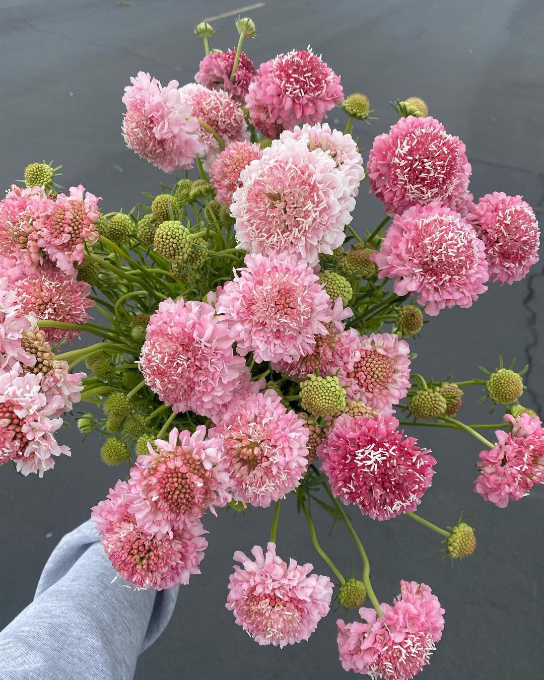 18 Most Popular Types Of Scabiosa Pictorial Guide