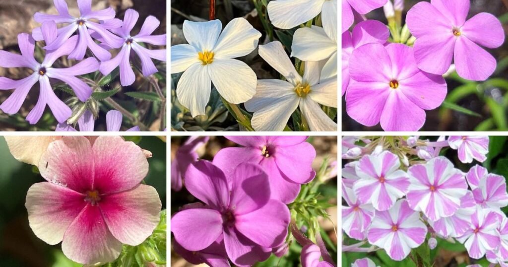 20 Popular Types Of Phlox Pictorial Guide