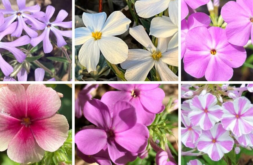 20 Popular Types Of Phlox Pictorial Guide