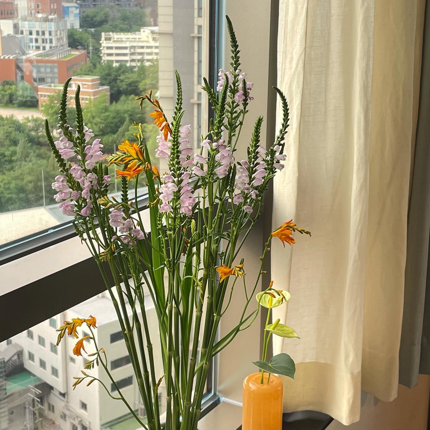 How To Grow And Care For Physostegia