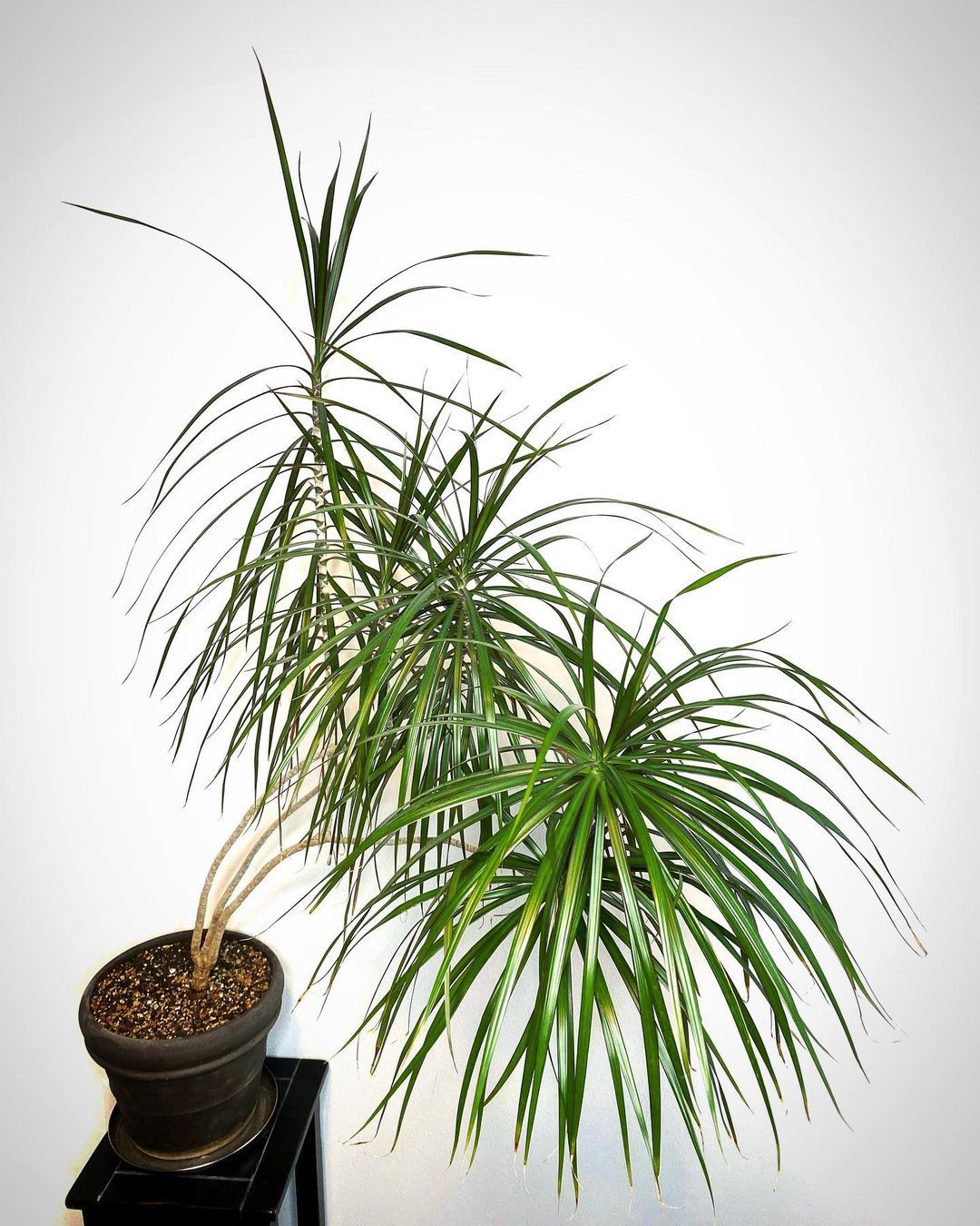 The Madagascar Dragon Tree: A Hardy Houseplant With Exotic Flair