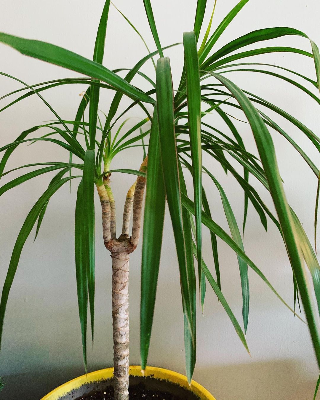 The Madagascar Dragon Tree: A Hardy Houseplant With Exotic Flair