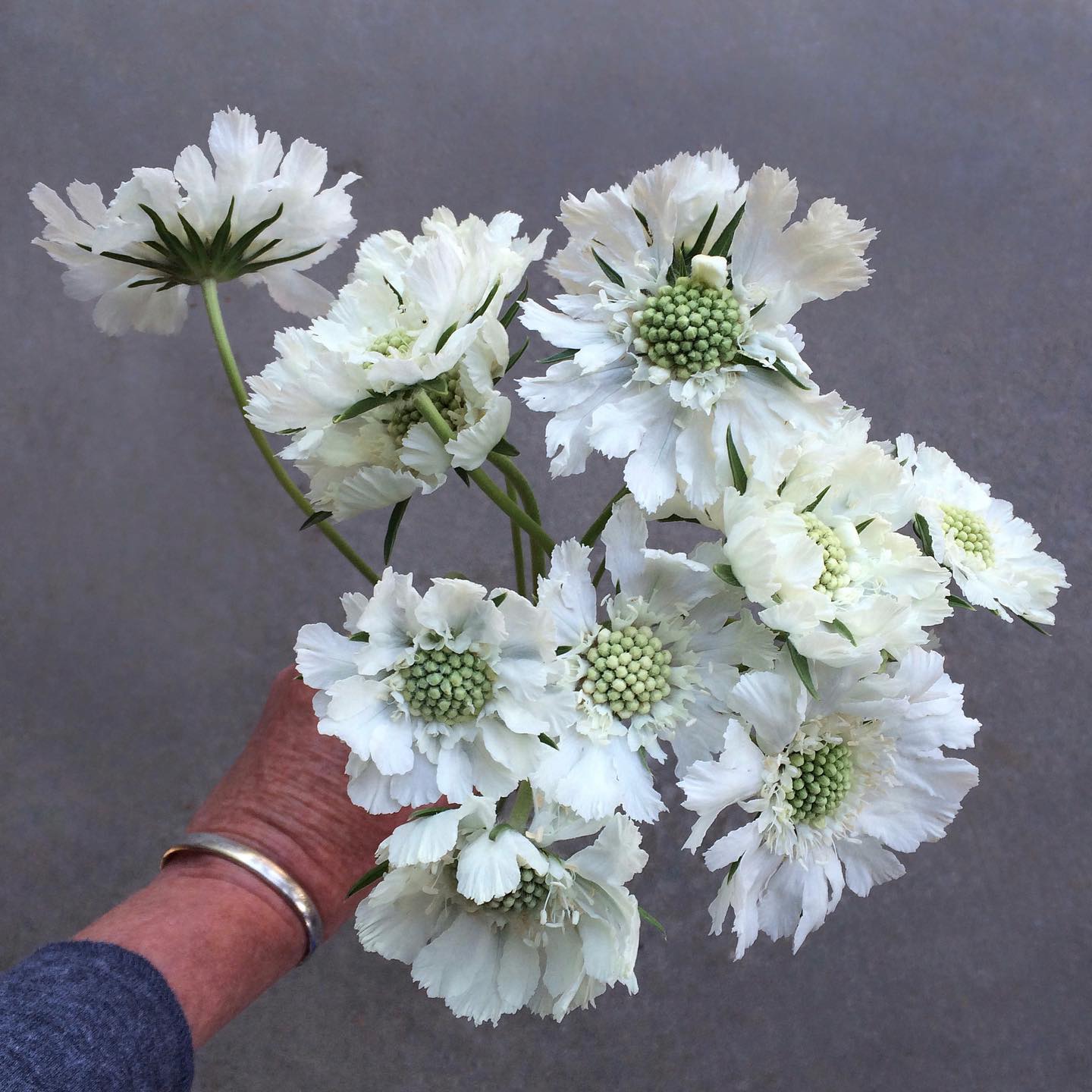 Top 5 FAQ And Answers For Scabiosa