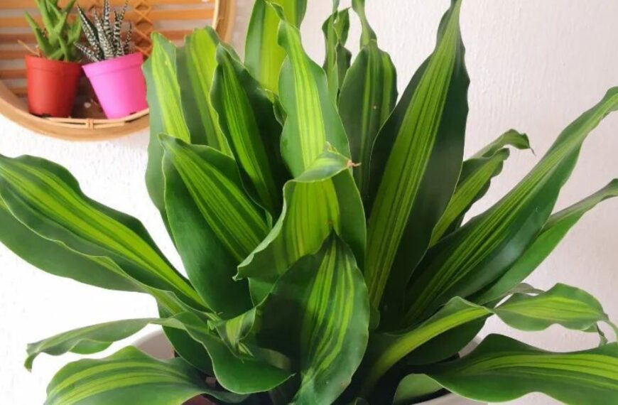 How To Combat Leaf Curling In Your Dracaena Fragrans