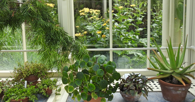 Poisonous Greenery: Beware Of These Toxic Houseplants