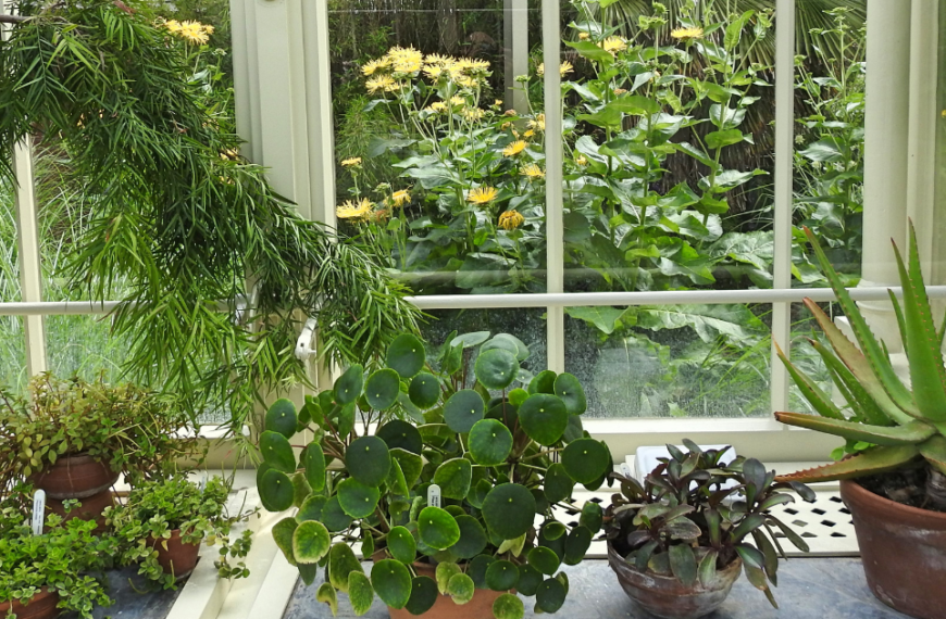 Poisonous Greenery: Beware Of These Toxic Houseplants