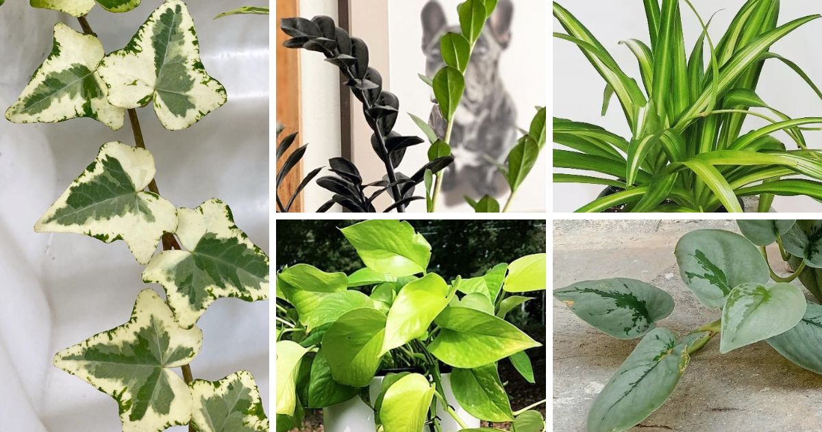 Thriving In The Shadows: A Guide To Low Light Plants
