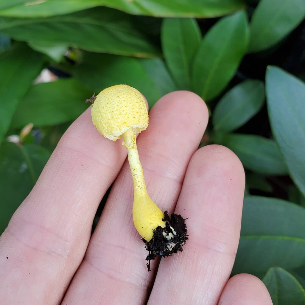 Decoding Yellow Mushrooms: Your Houseplant's Fungal Friends