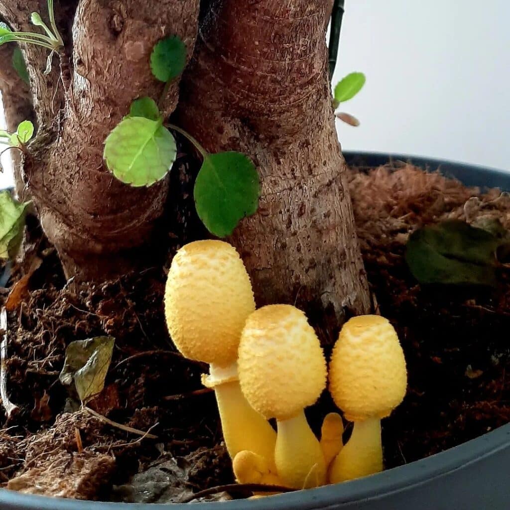 Decoding Yellow Mushrooms: Your Houseplant's Fungal Friends