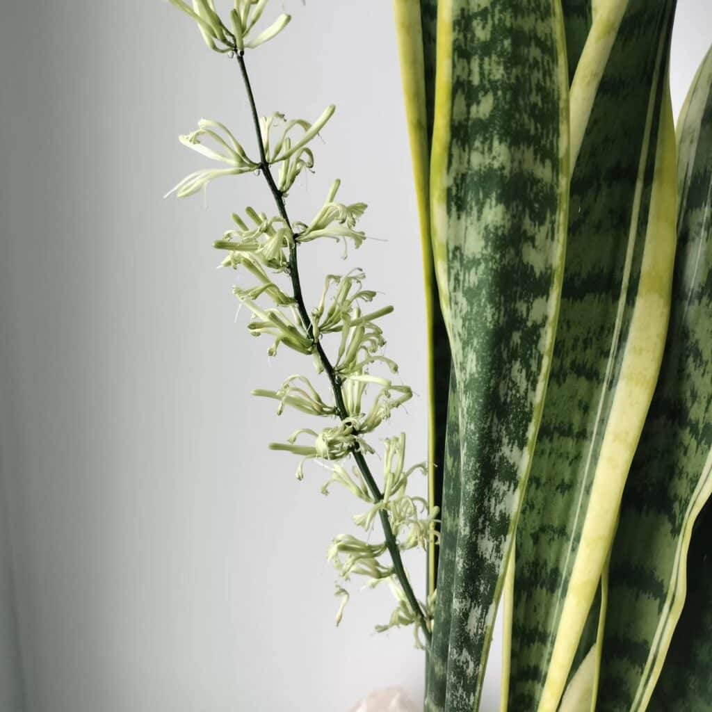 The Ultimate Guide to Caring for Your Mother-in-Law's Tongue Plant