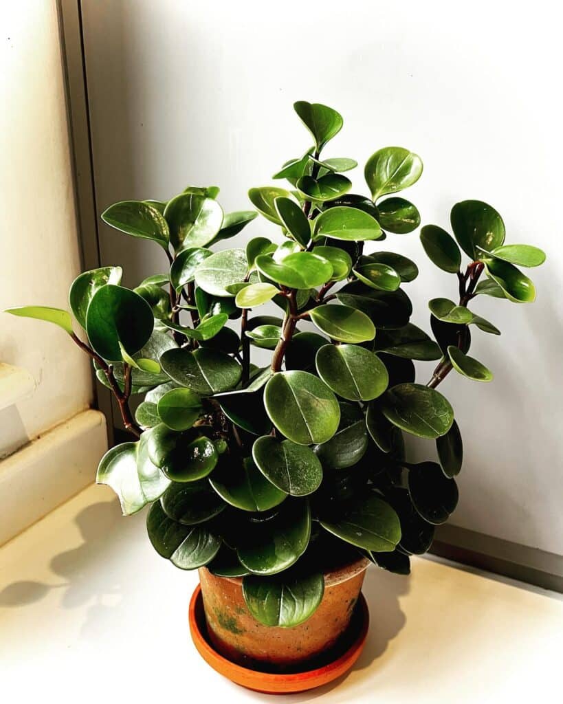 The Ultimate Guide To Cultivating Peperomia: The Perfect Indoor Companion