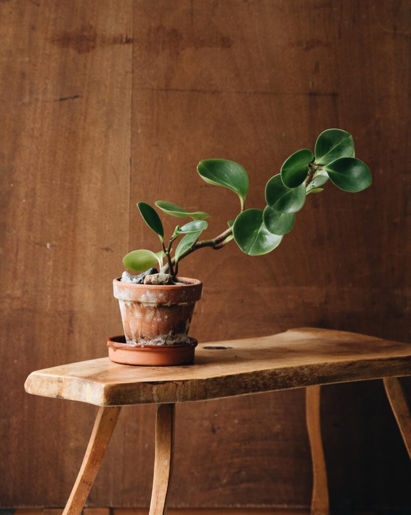 The Ultimate Guide To Cultivating Peperomia: The Perfect Indoor Companion